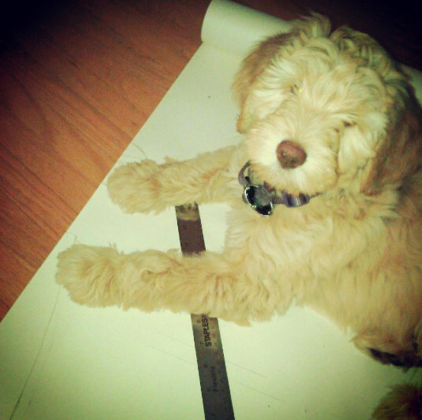 Leo at 8 weeks, when I started this project.