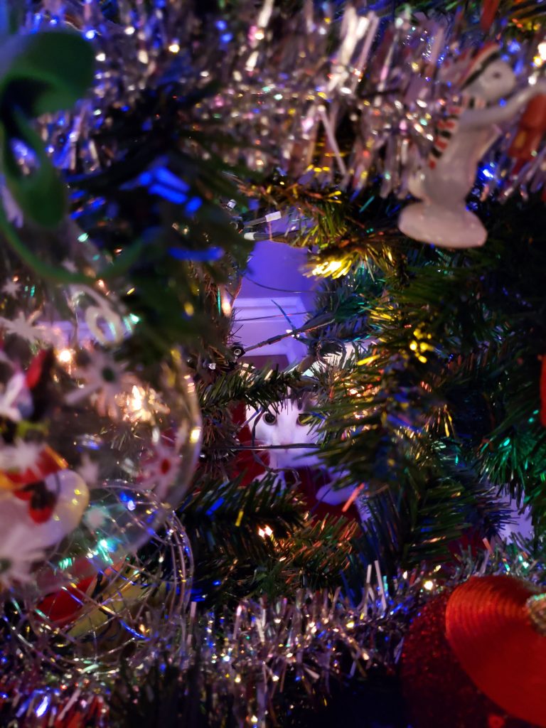 Cat and Christmas tree